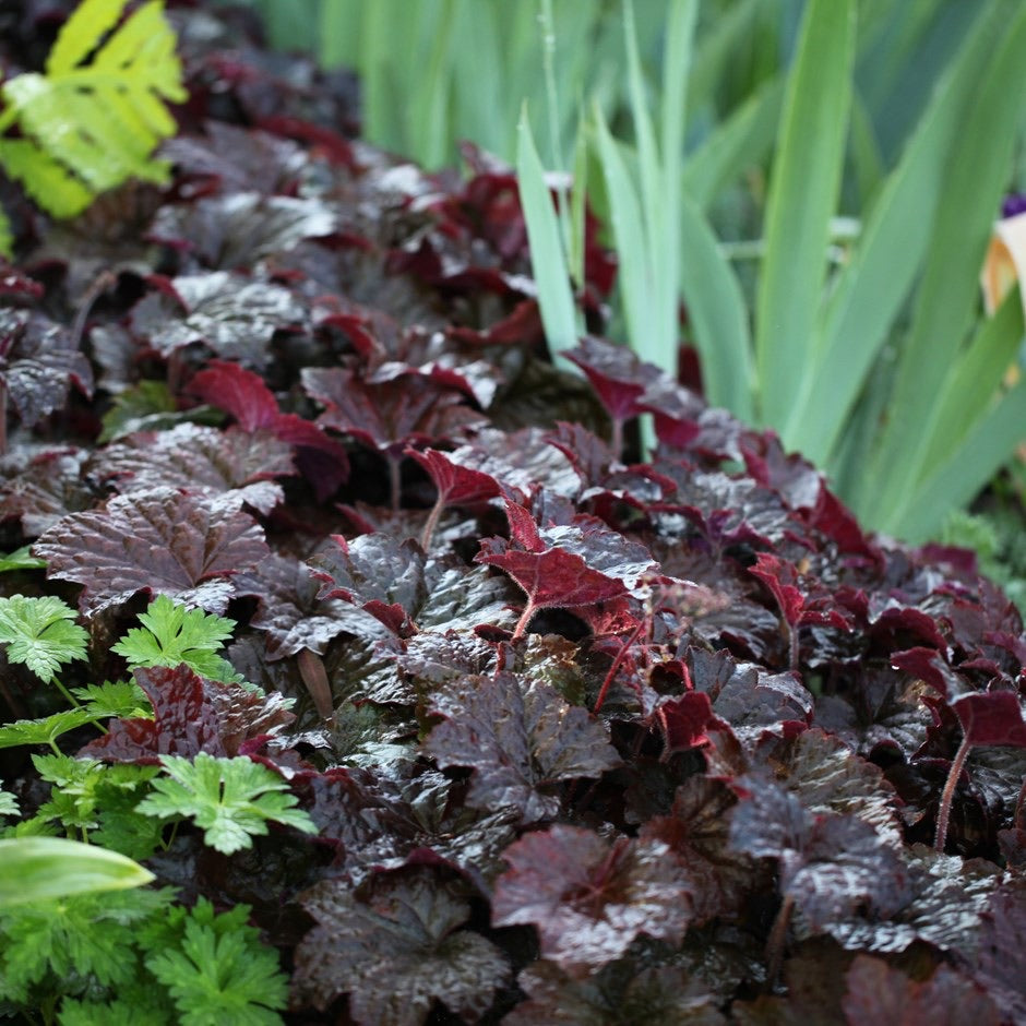 Heuchera Palace Purple