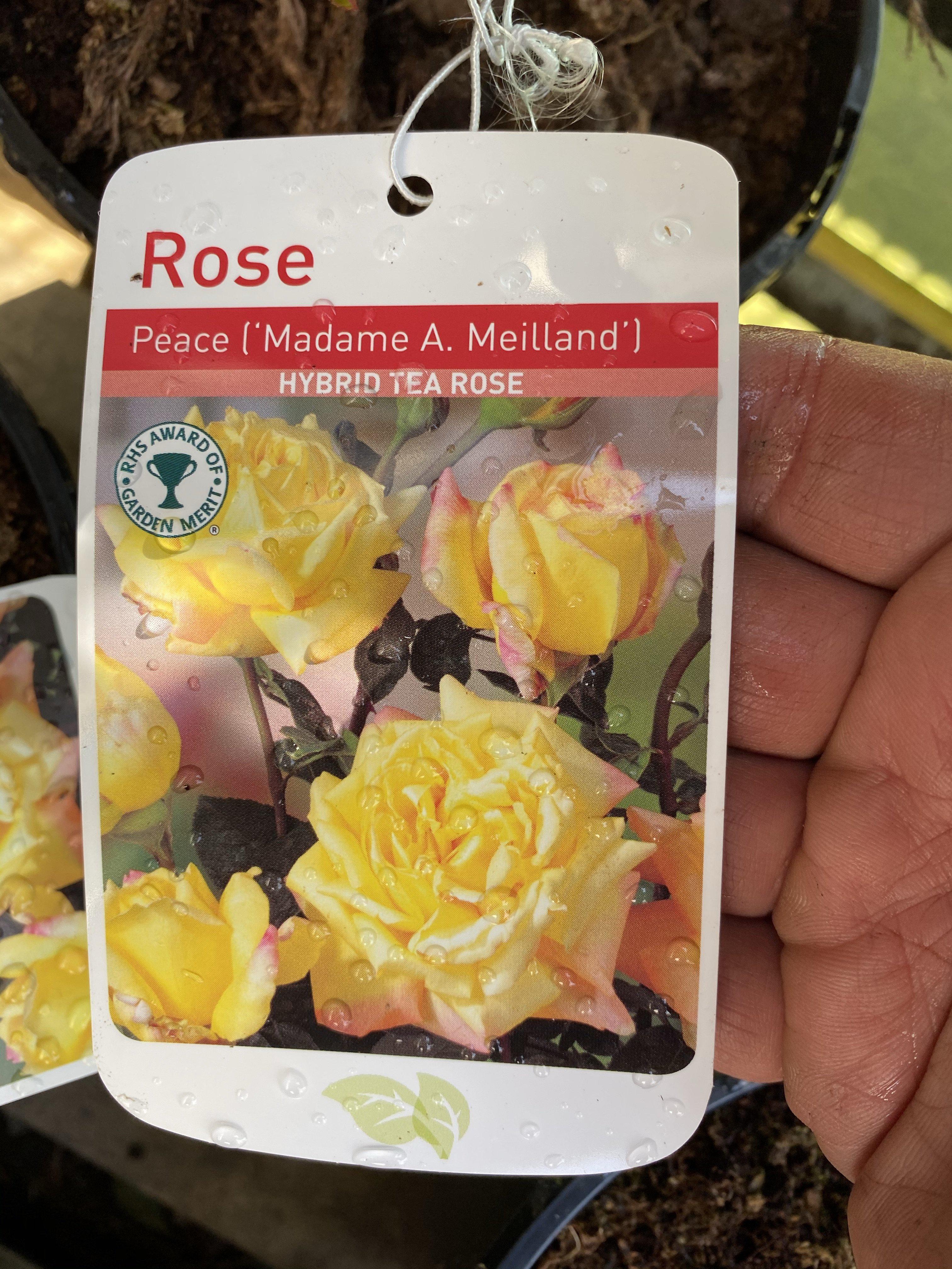 Rose “Peace”
