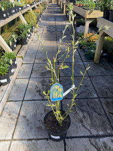 Laburnum Vossii