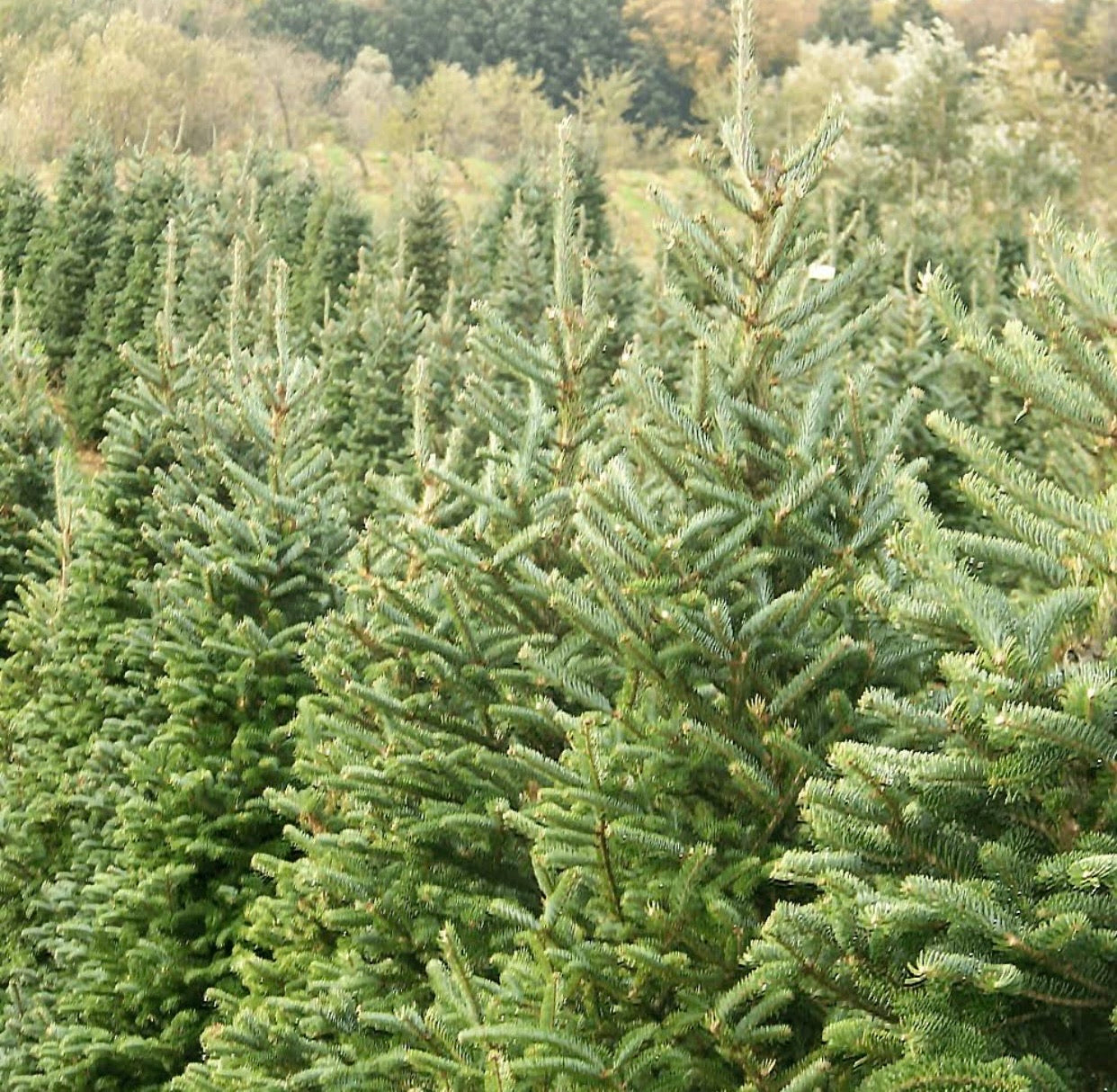 Cut Nordmann Fir Christmas Tree