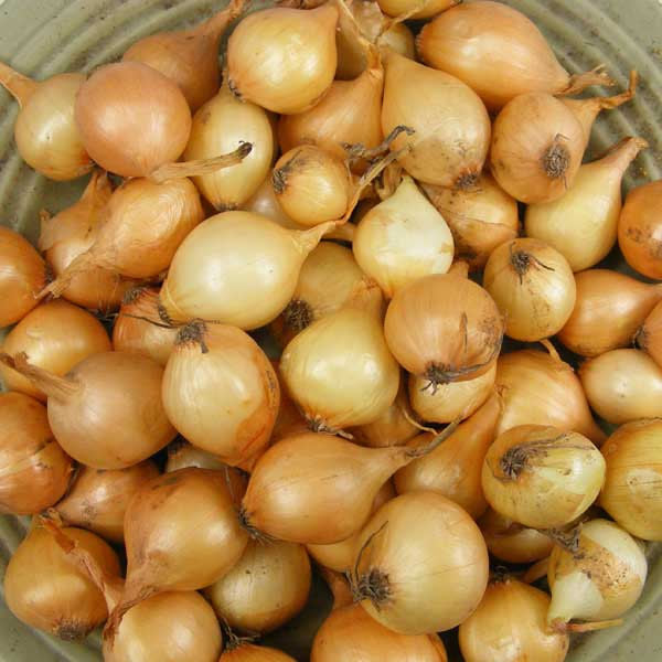 Onion Stuttgarter