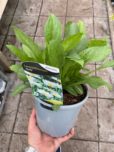 Leucanthemum Becky