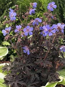 Geranium Hocus Pocus