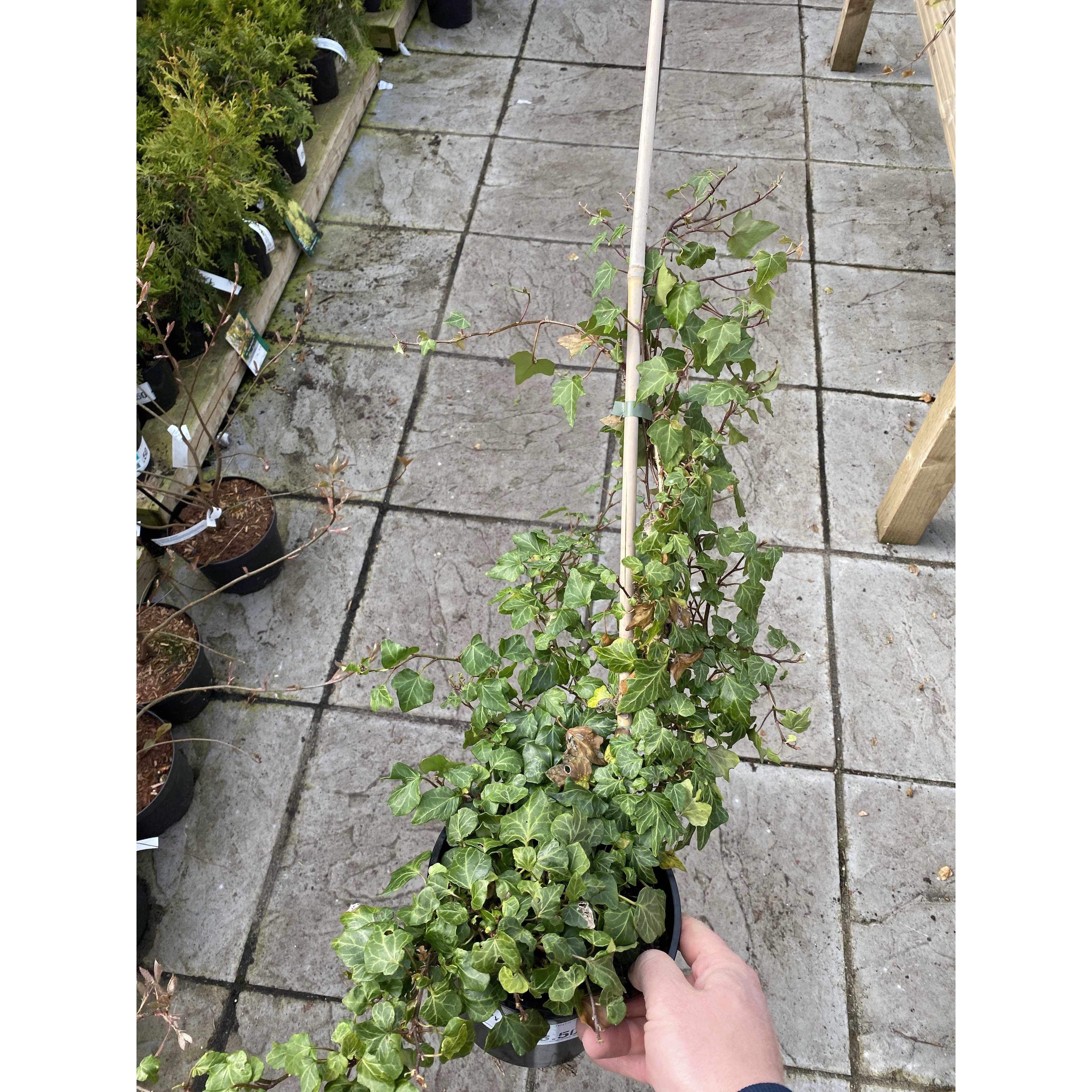 Ivy