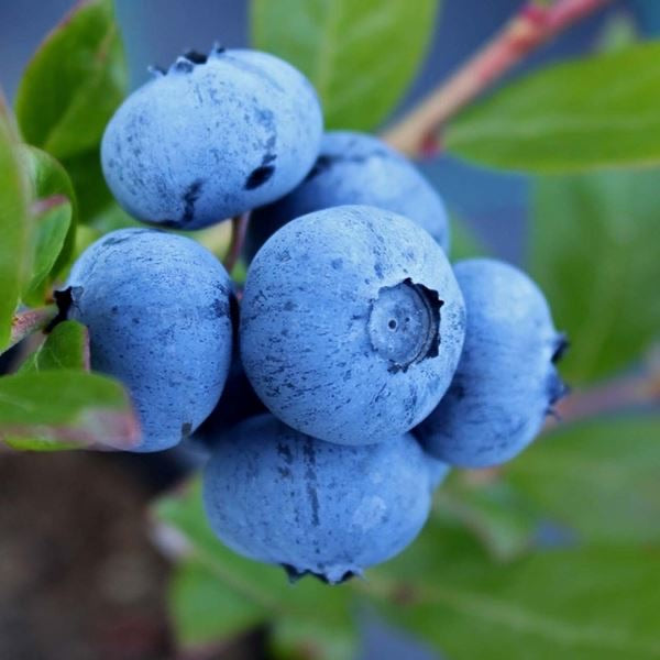 Blueberry Chandler