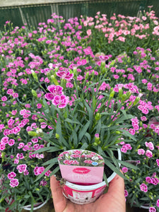 pink kisses plant indoor or outdoor Dianthus Pink Kisses – Bespoke Blooms By Maybury