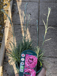Dianthus Moulin Rouge