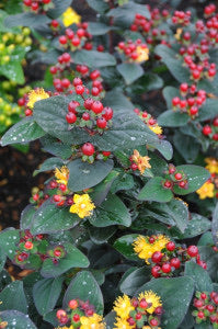 Hypericum Magical Beauty