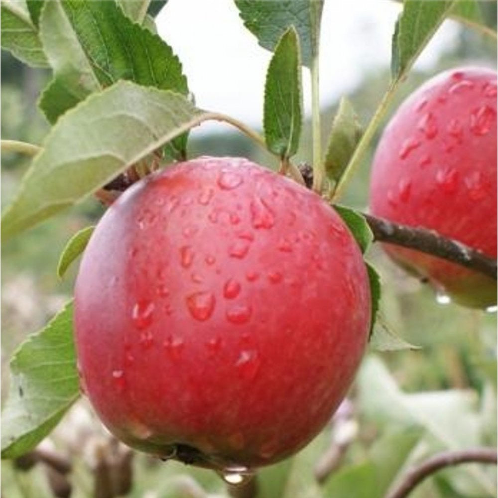 Katy Apple Tree