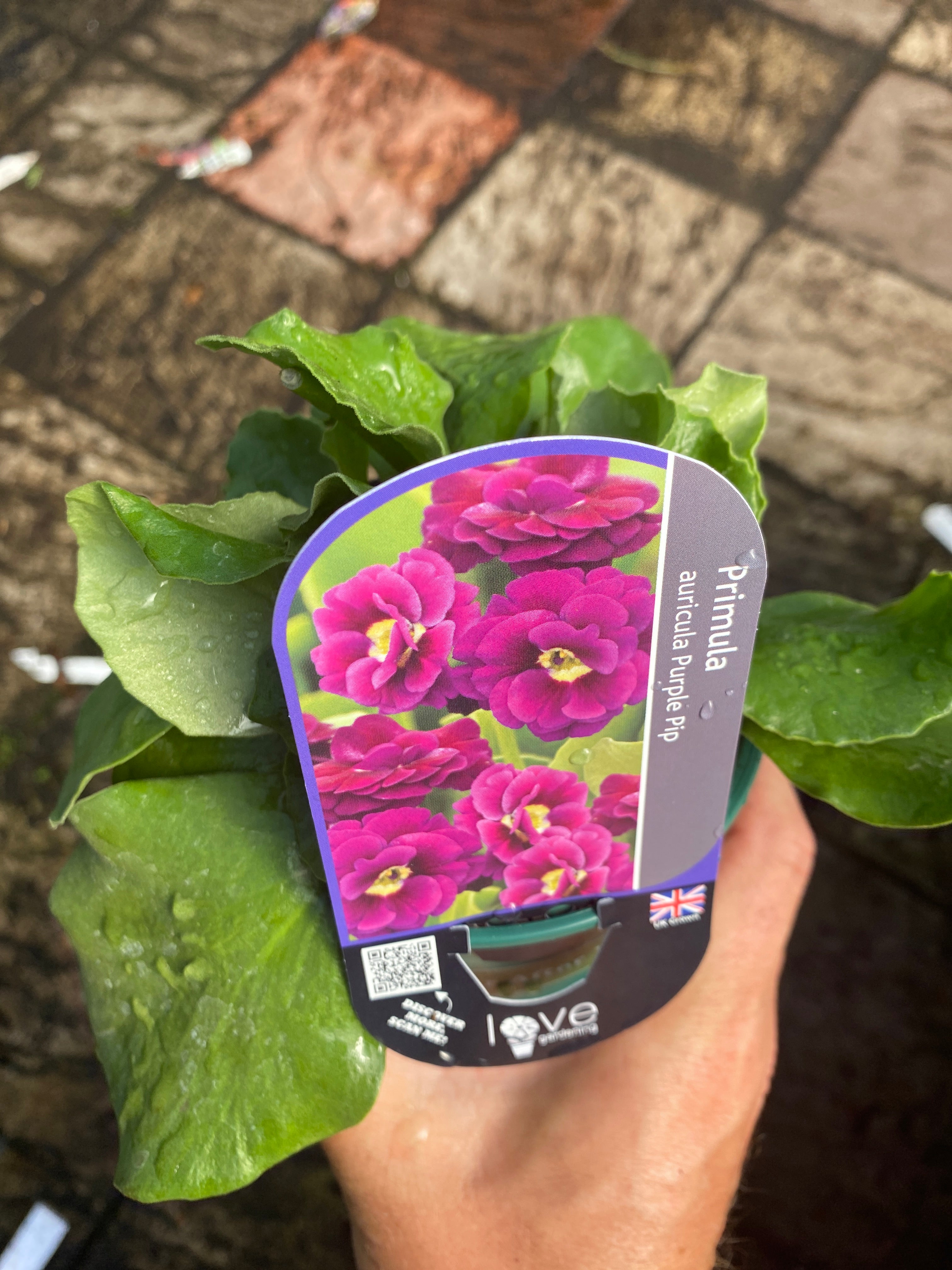 Primula Purple Pip