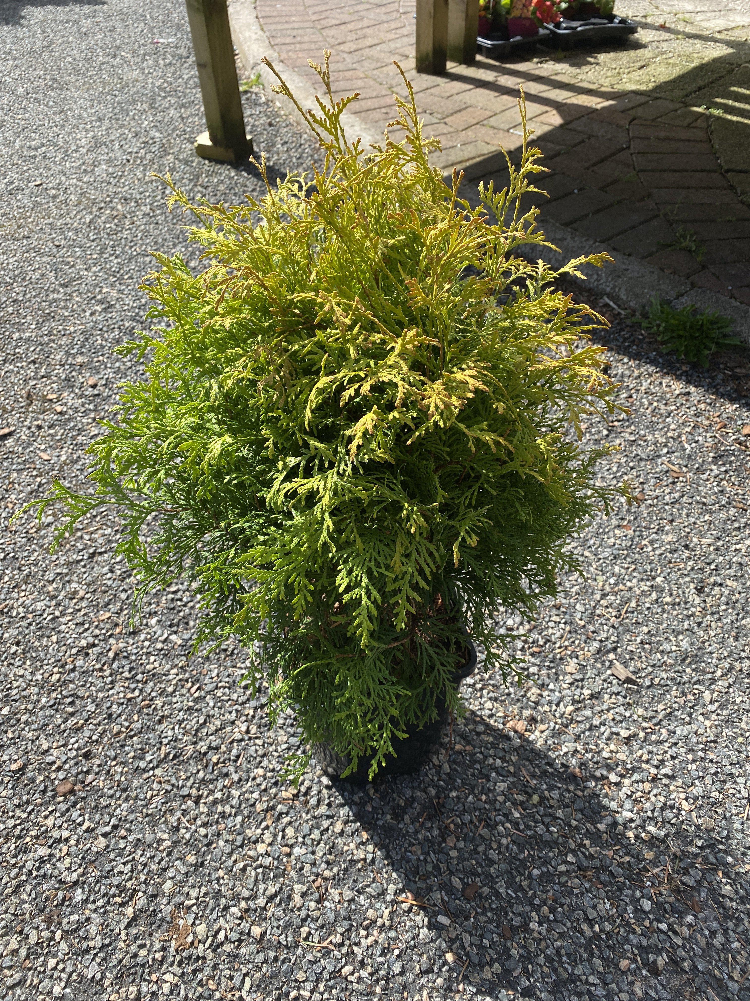 Thuja Golden Globe