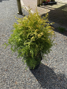 Thuja Golden Globe