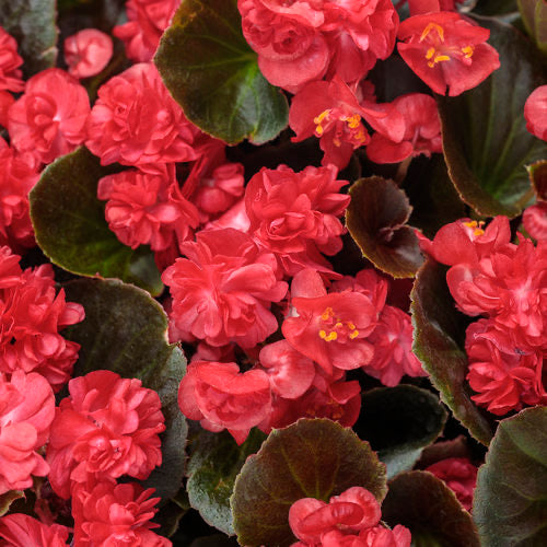 Begonia Semps - Red - Large