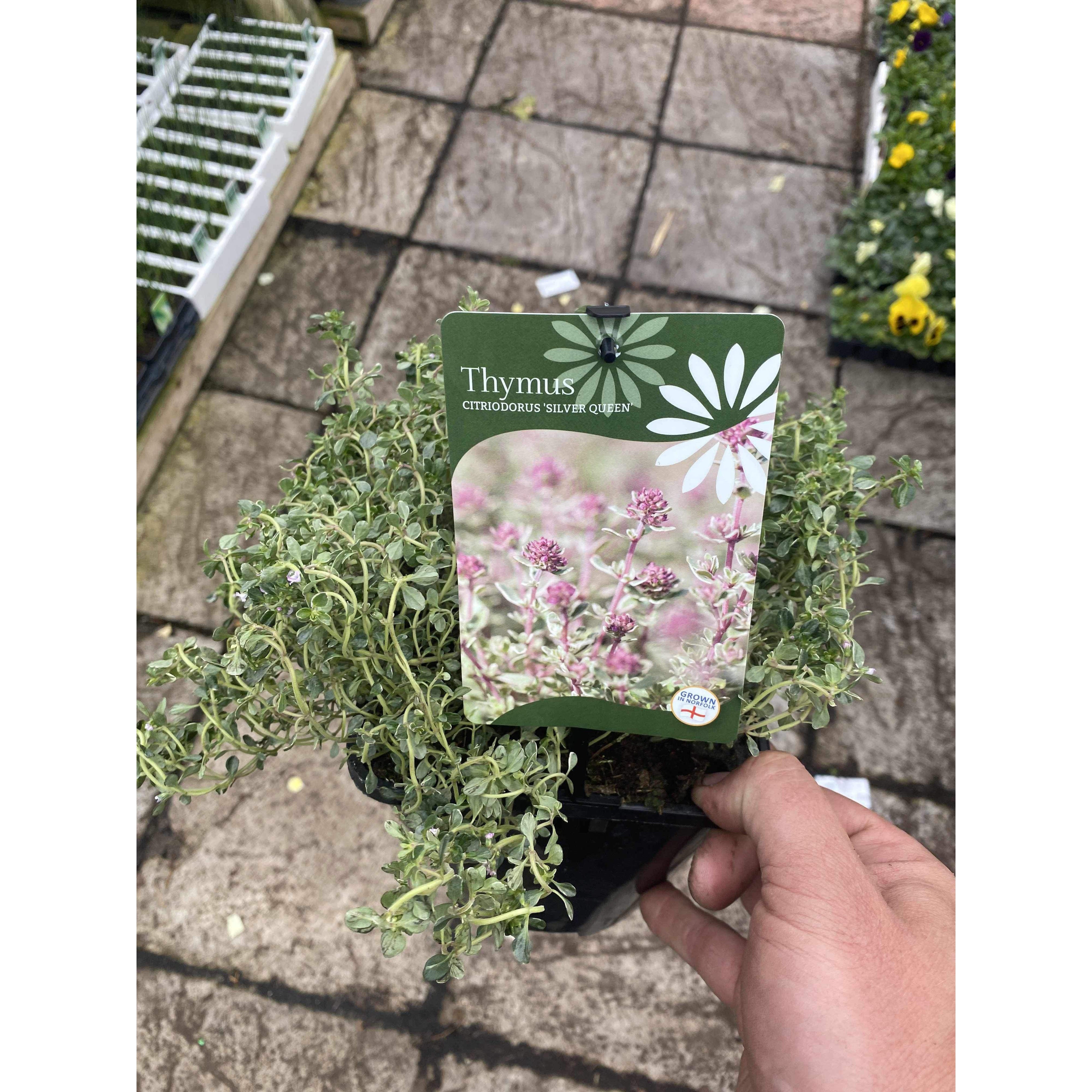 Thyme Silver Queen