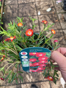 Delosperma Jewel of Desert Grenade