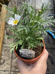 Argyranthemum Everest