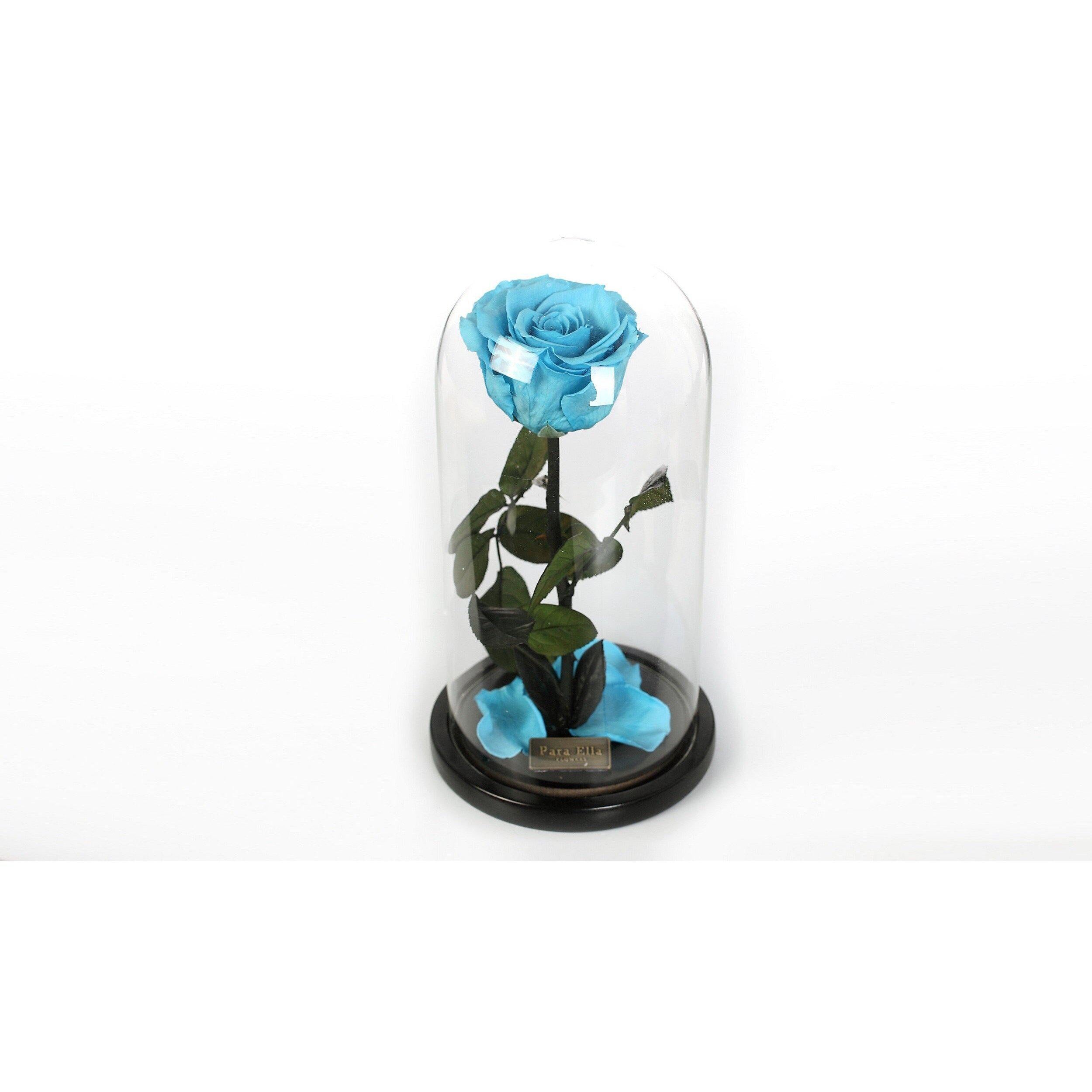 The Belle - Turquoise