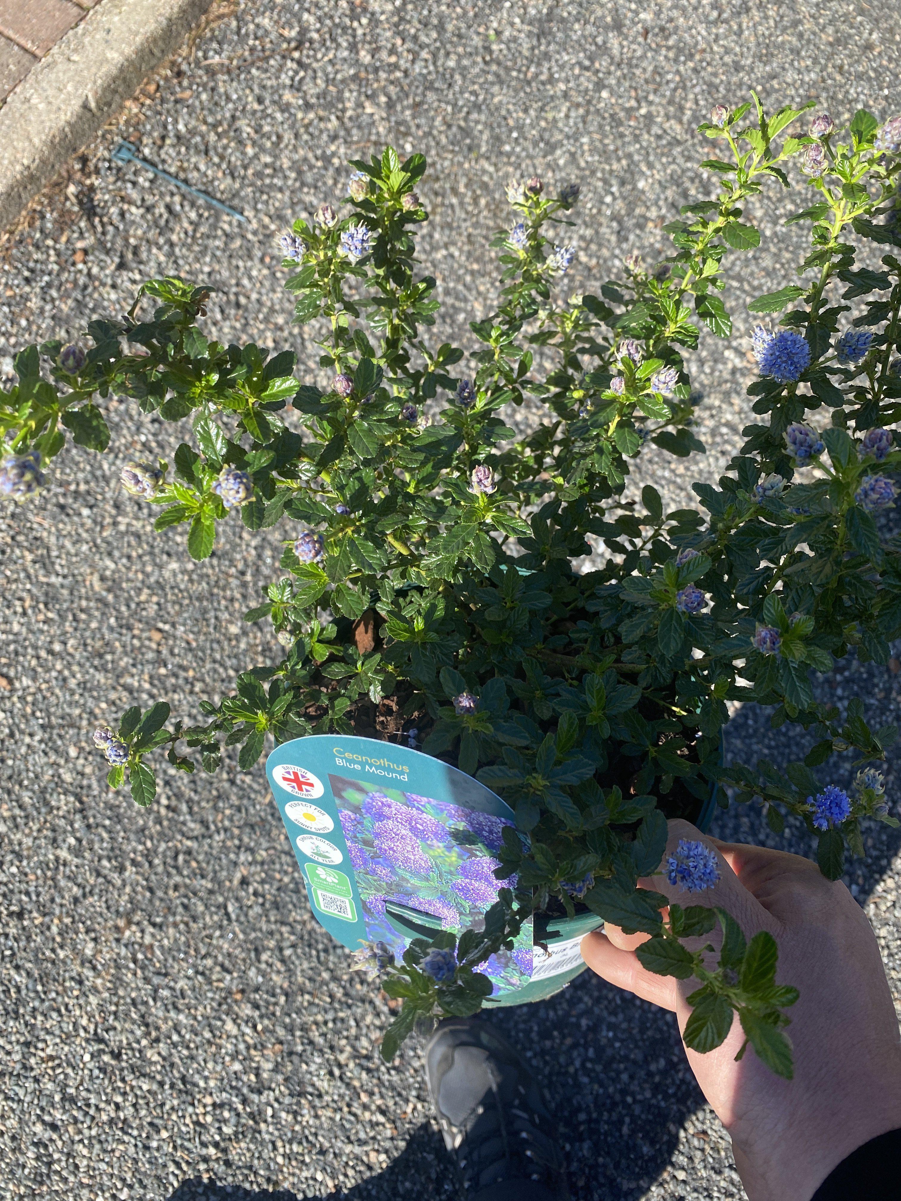 Ceanothus Blue Mound