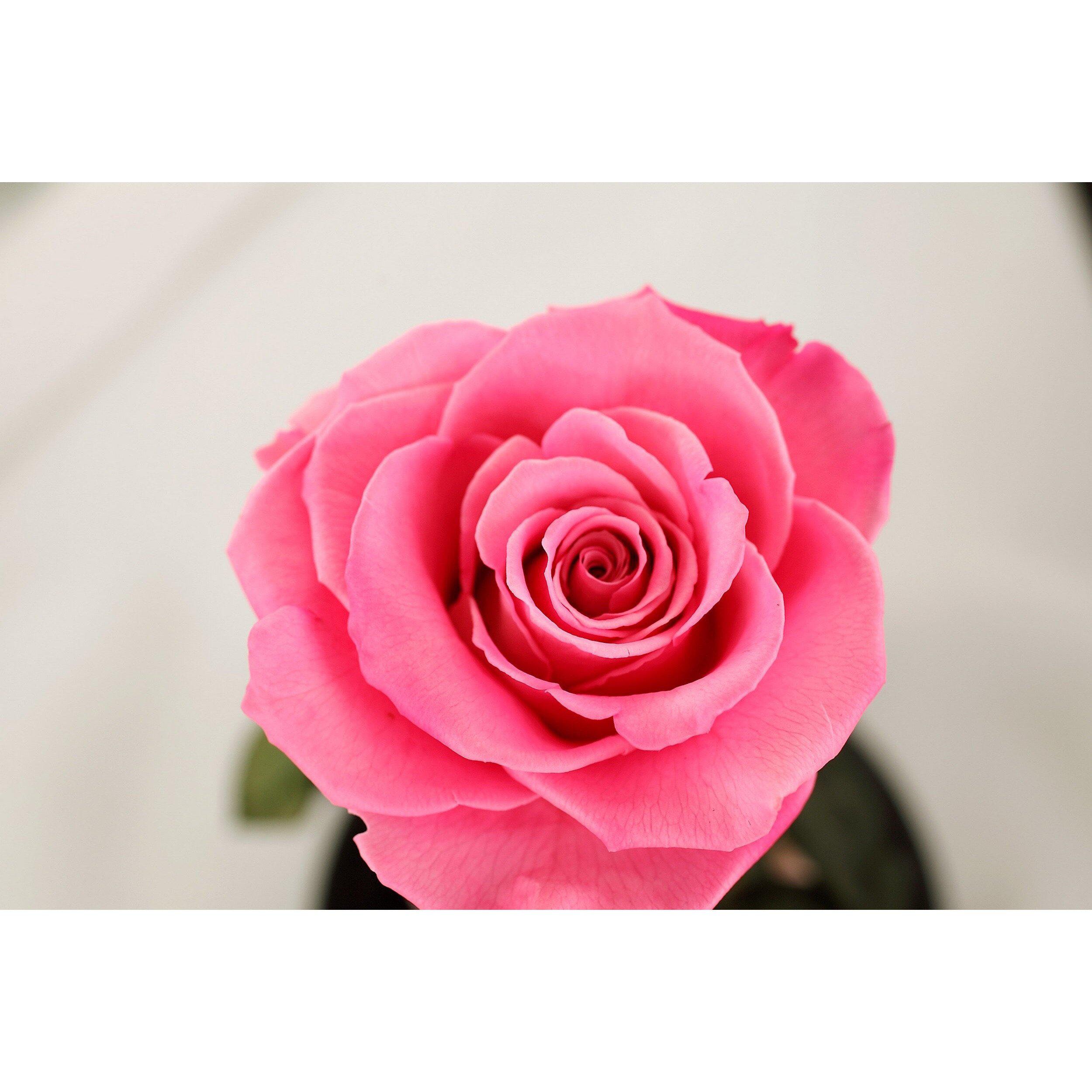 The Belle - Pretty Pink
