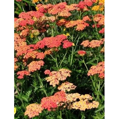 Achillea Paprika