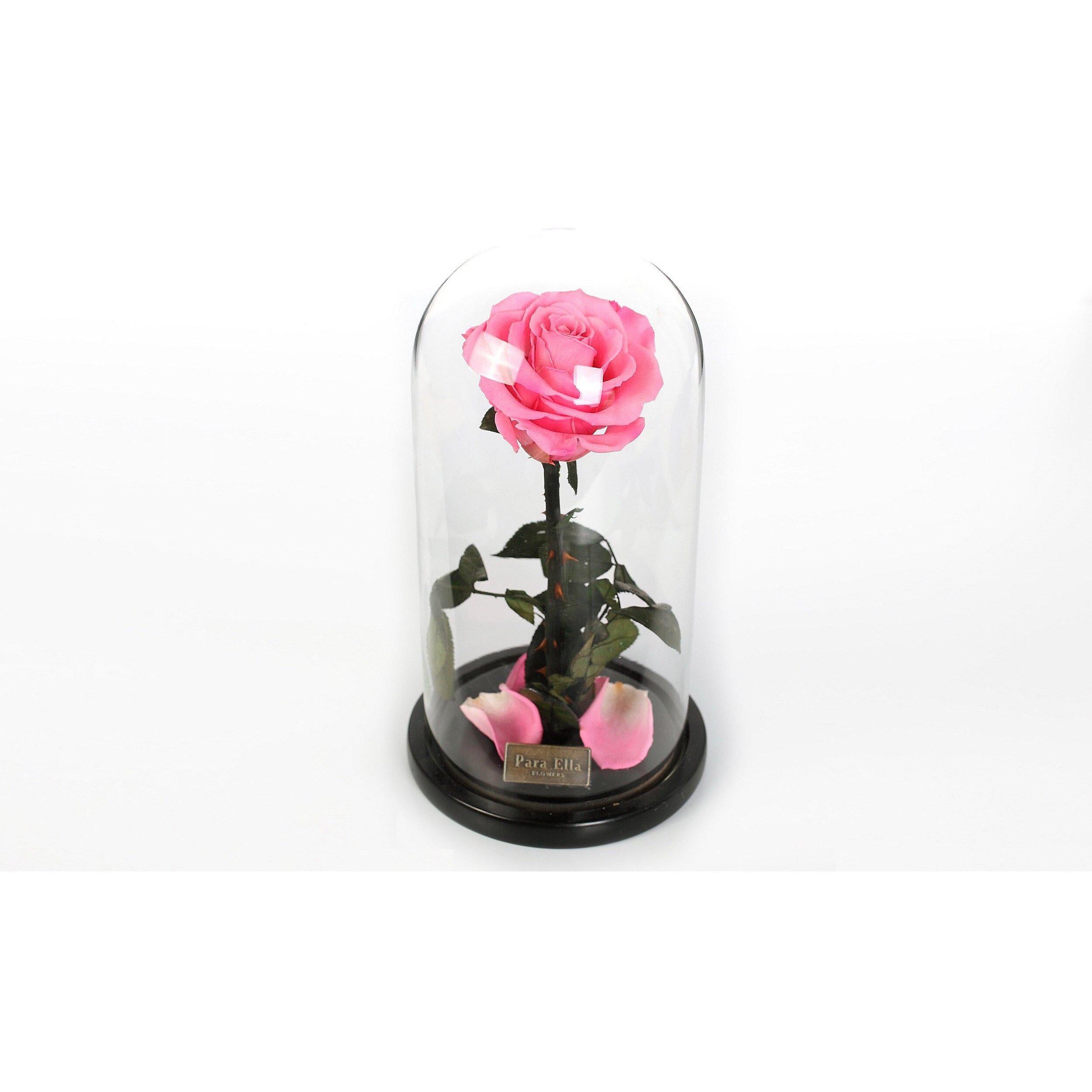 The Belle - Pretty Pink