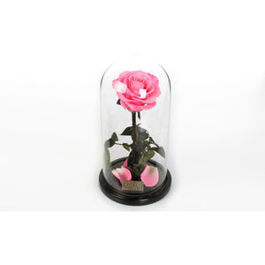 The Belle - Pretty Pink