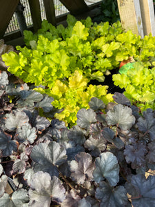 Heuchera Bundle