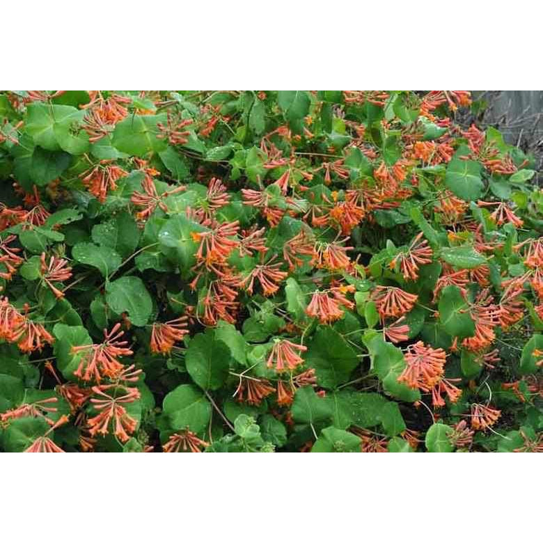 Honeysuckle - Dropmore Scarlet