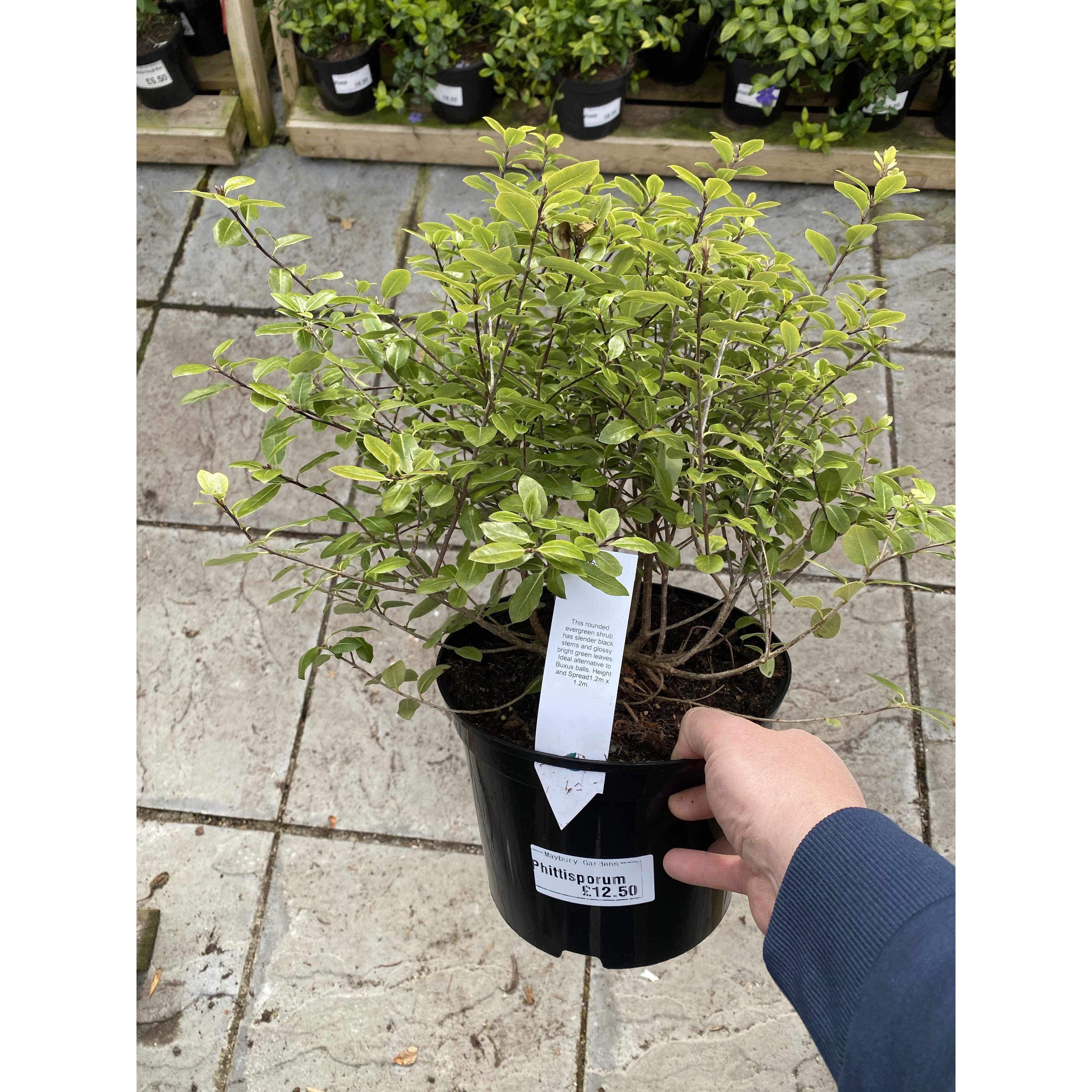 Pittosporum Golf Ball