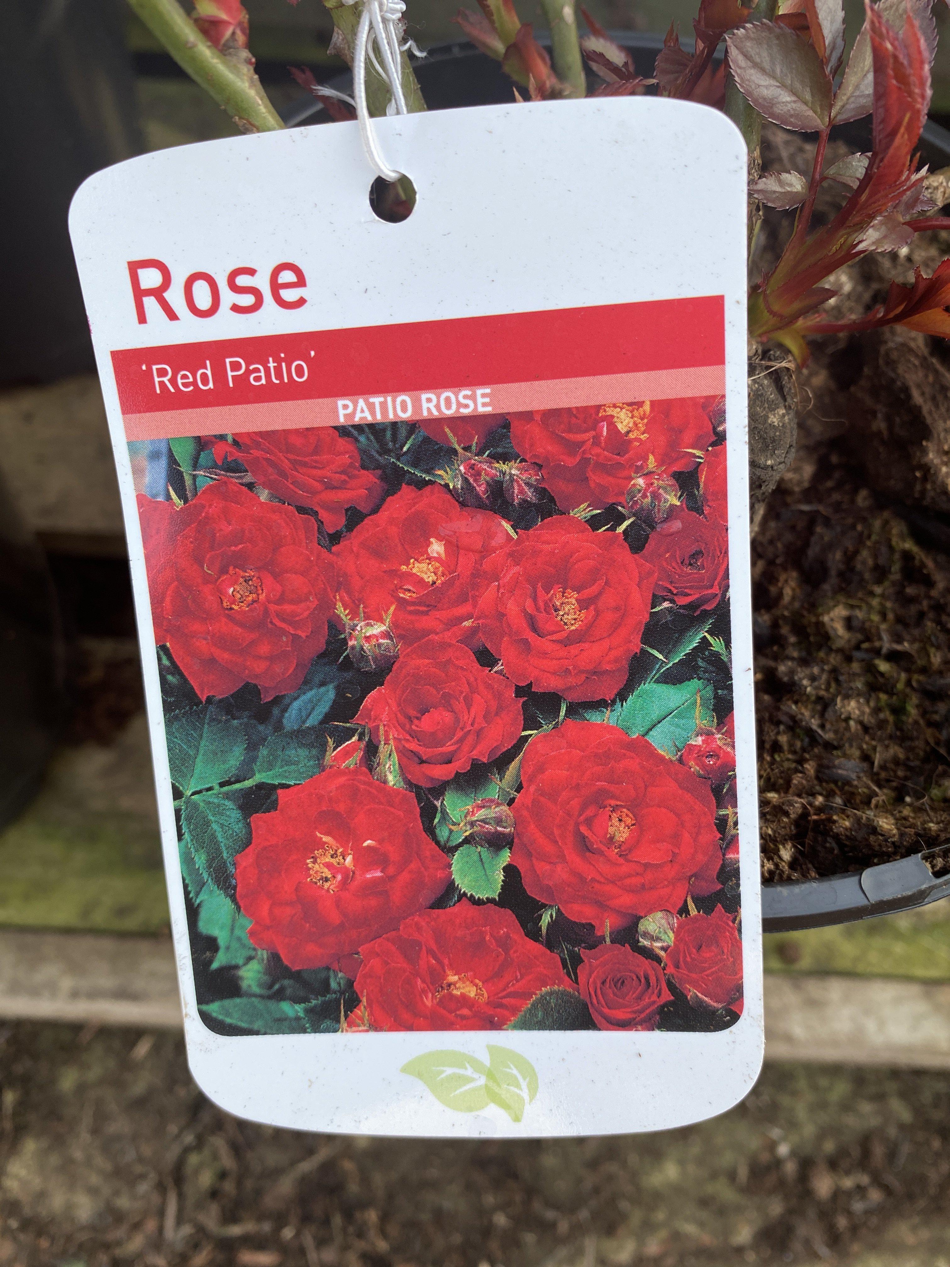 Rose “Red Patio”