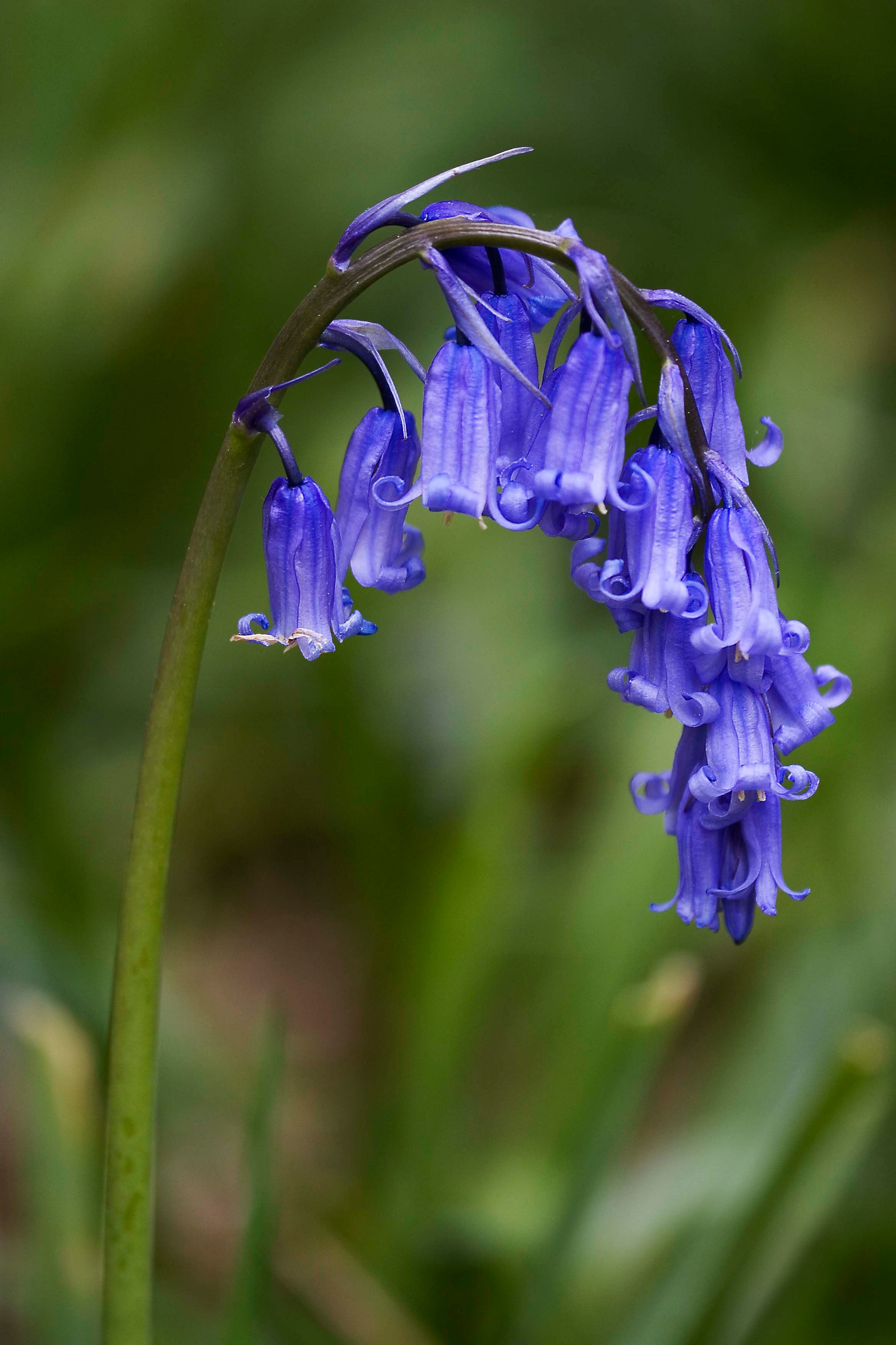 12 Bluebells