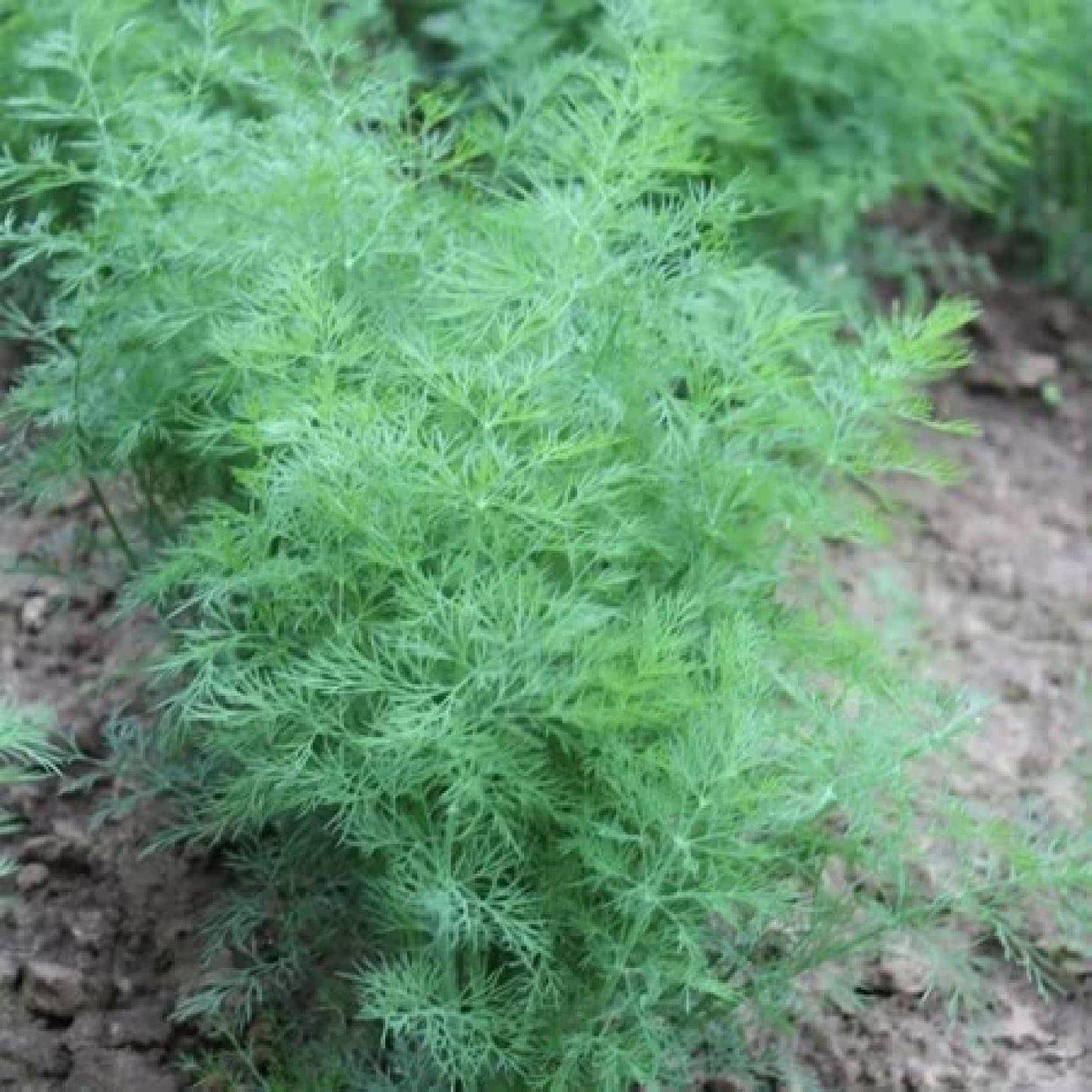 Dill