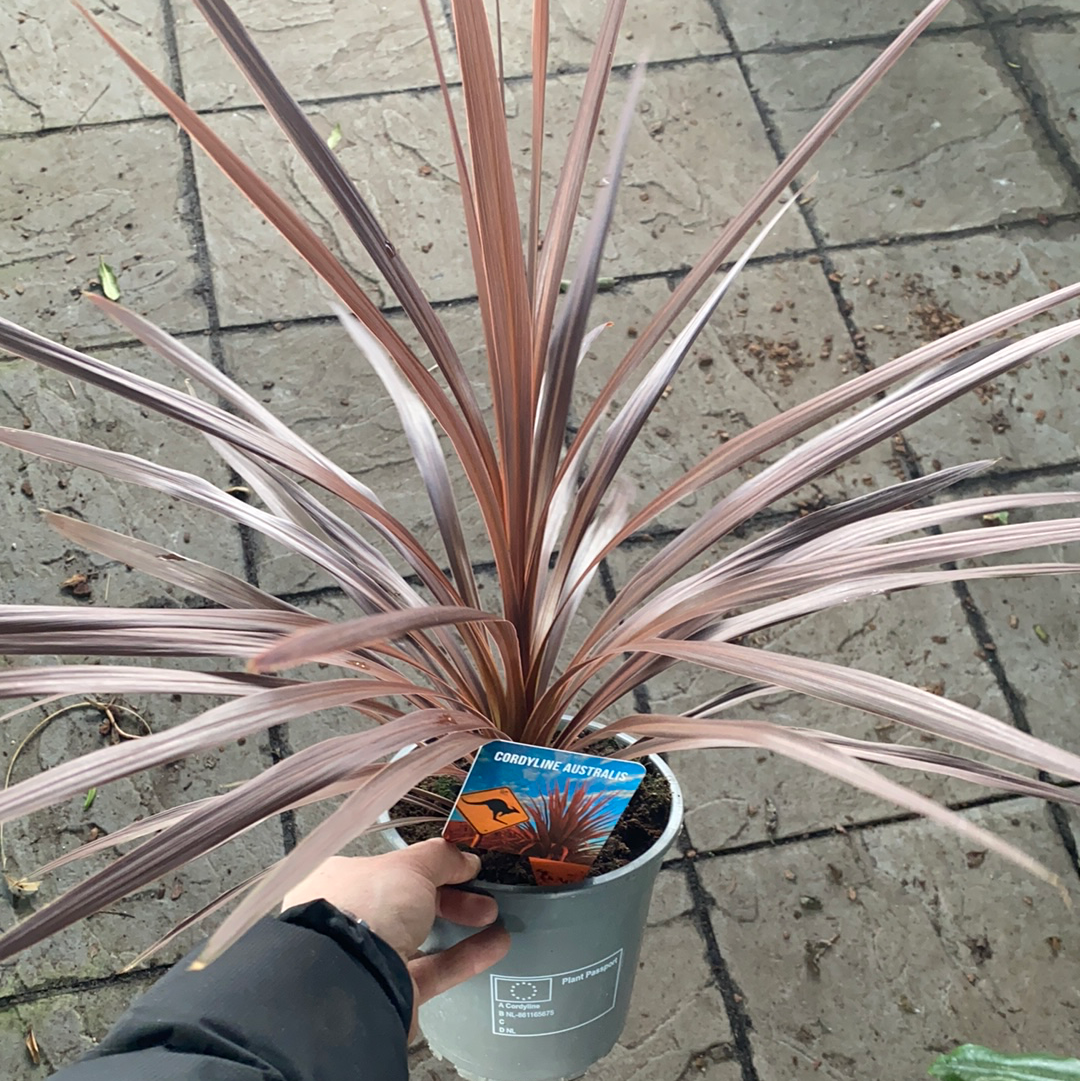 Cordyline Australis Red