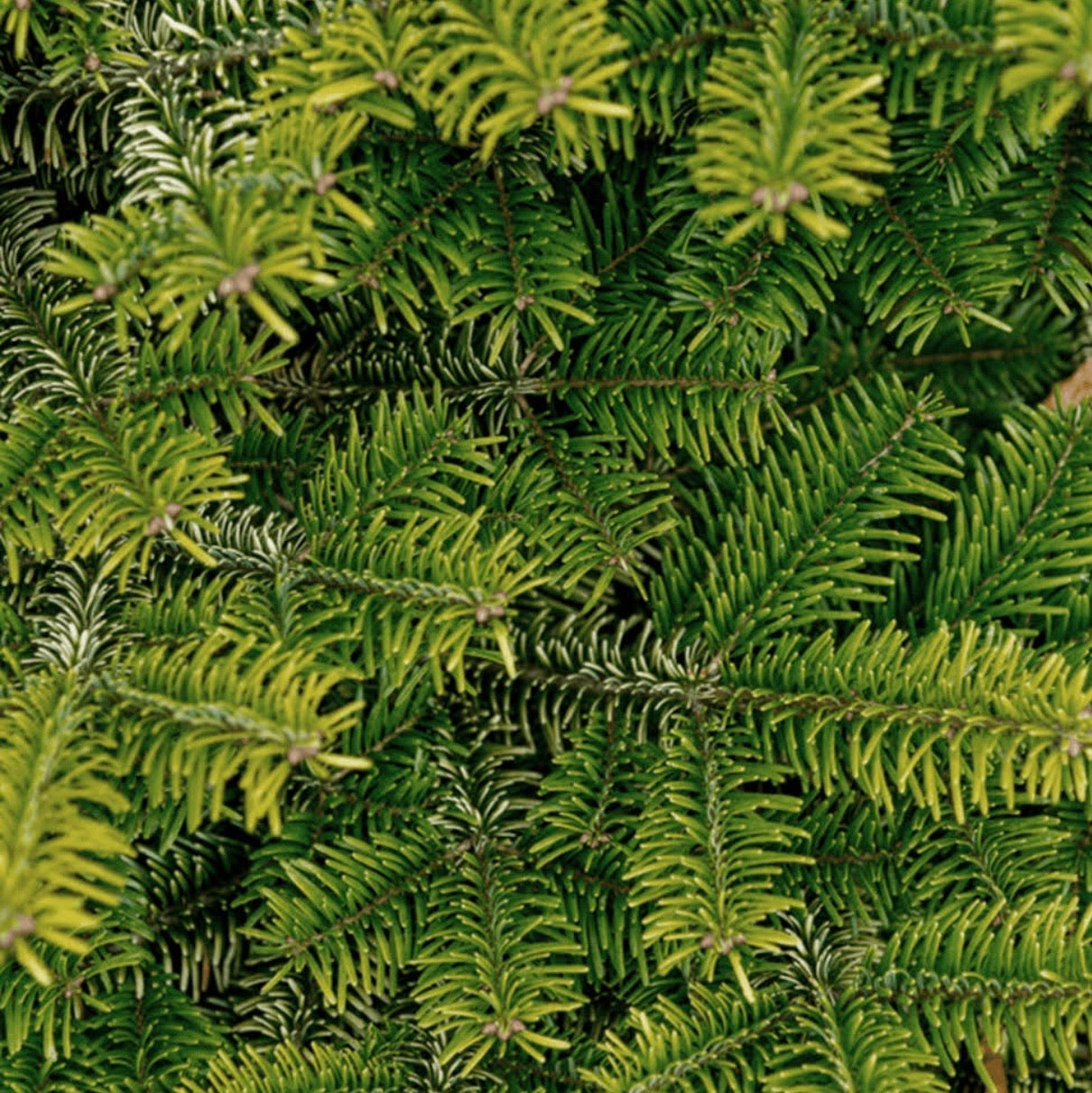 Cut Nordmann Fir Christmas Tree