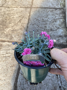 Dianthus Morning Star