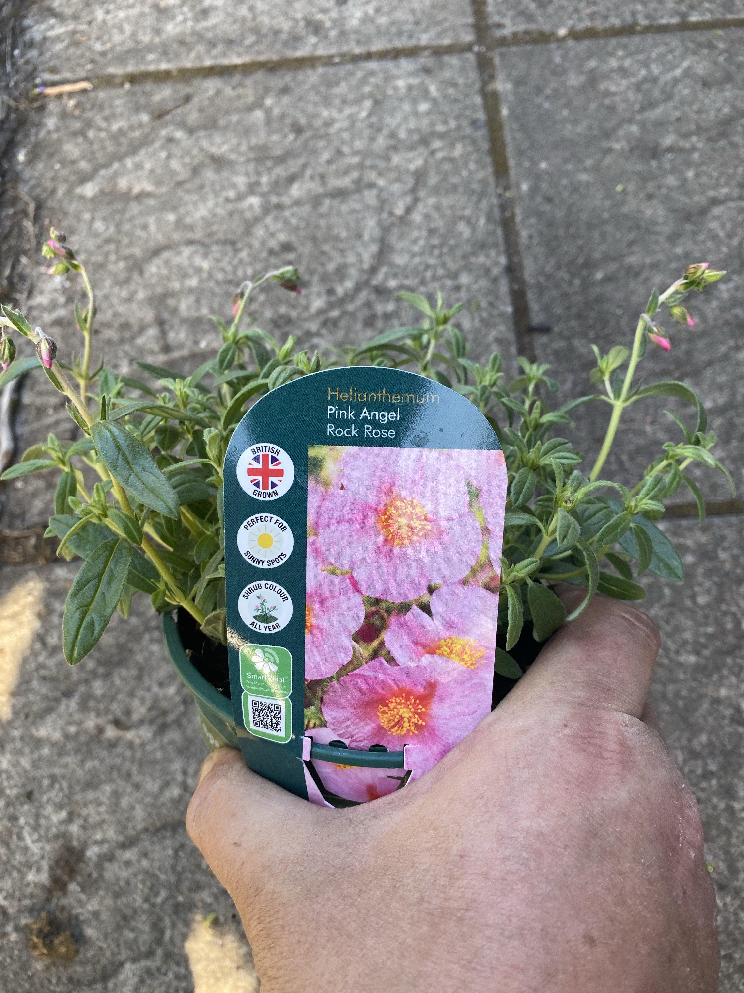 Helianthemum Pink Angel