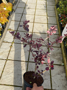 Berberis Purpurea Superb