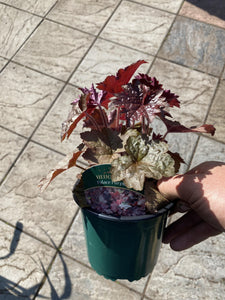 Heuchera Purple Palace