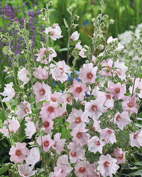 Lavatera Silver Barnsley