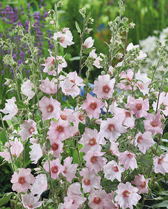 Lavatera Silver Barnsley