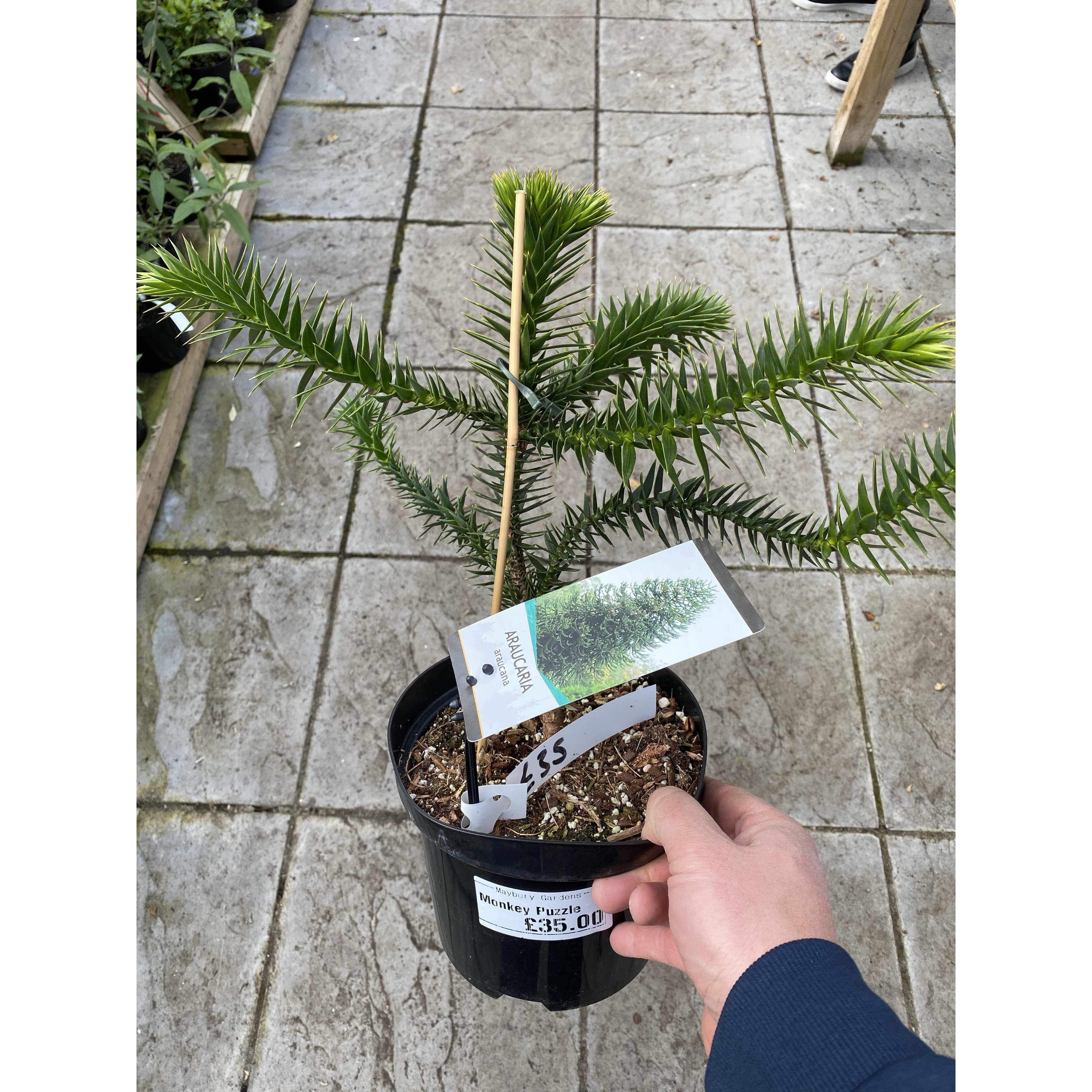 Monkey Puzzle Tree