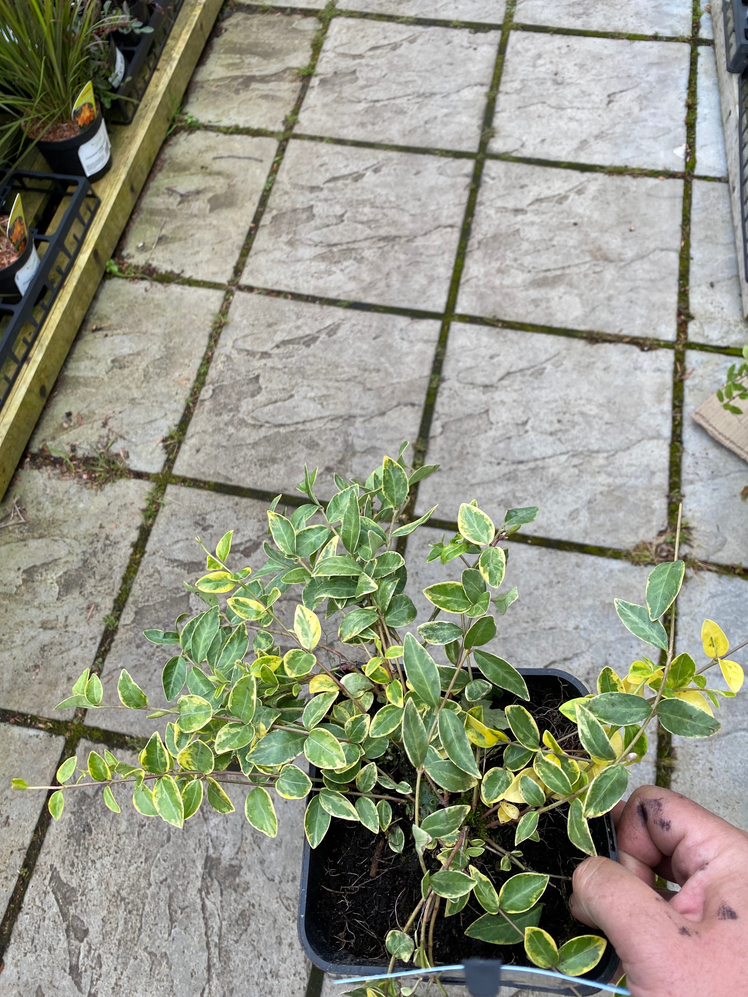 Vinca minor Aureovariegata