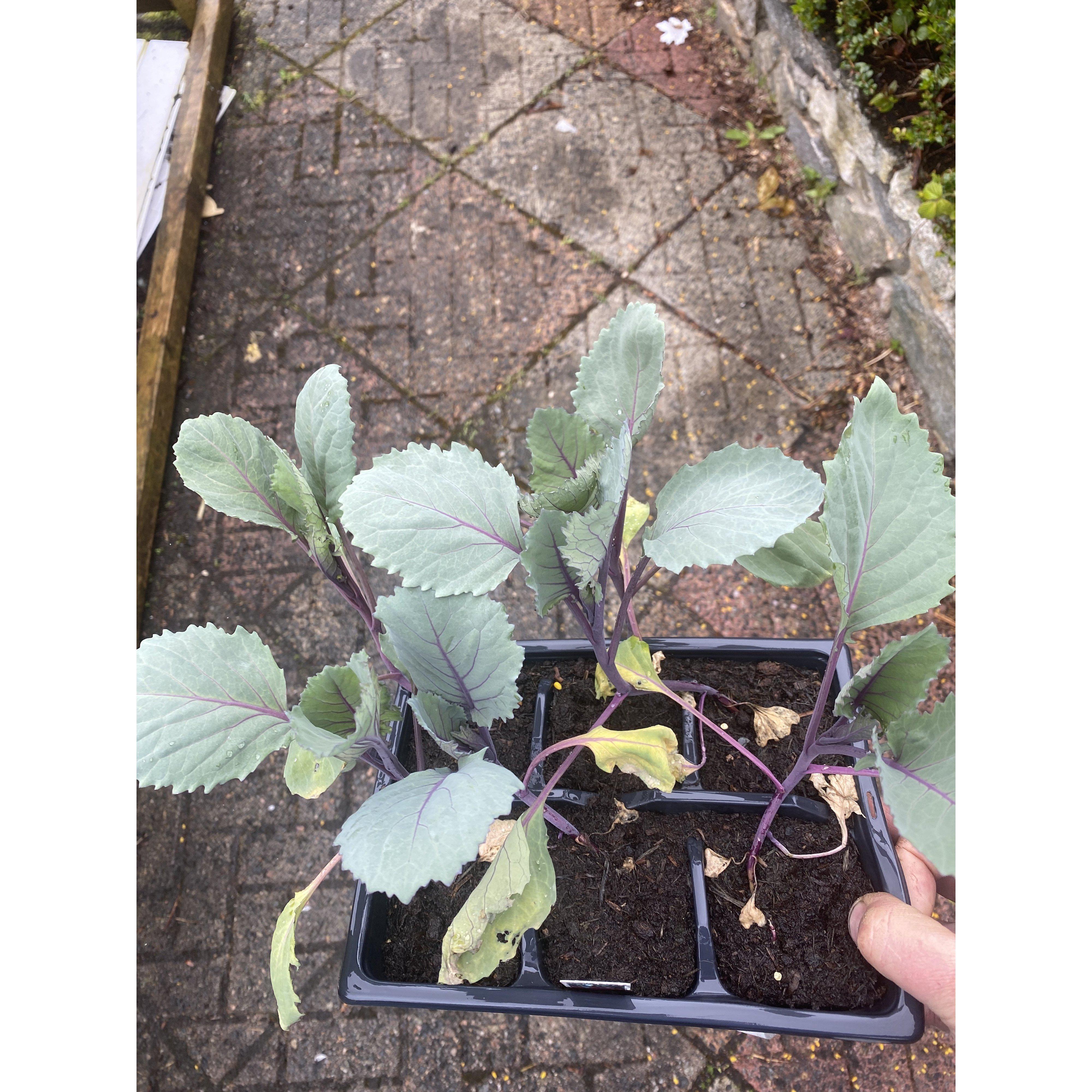 Cabbage January King - Plant