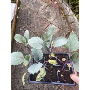 Cabbage January King - Plant