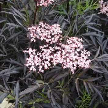 Sambucus Black Lace