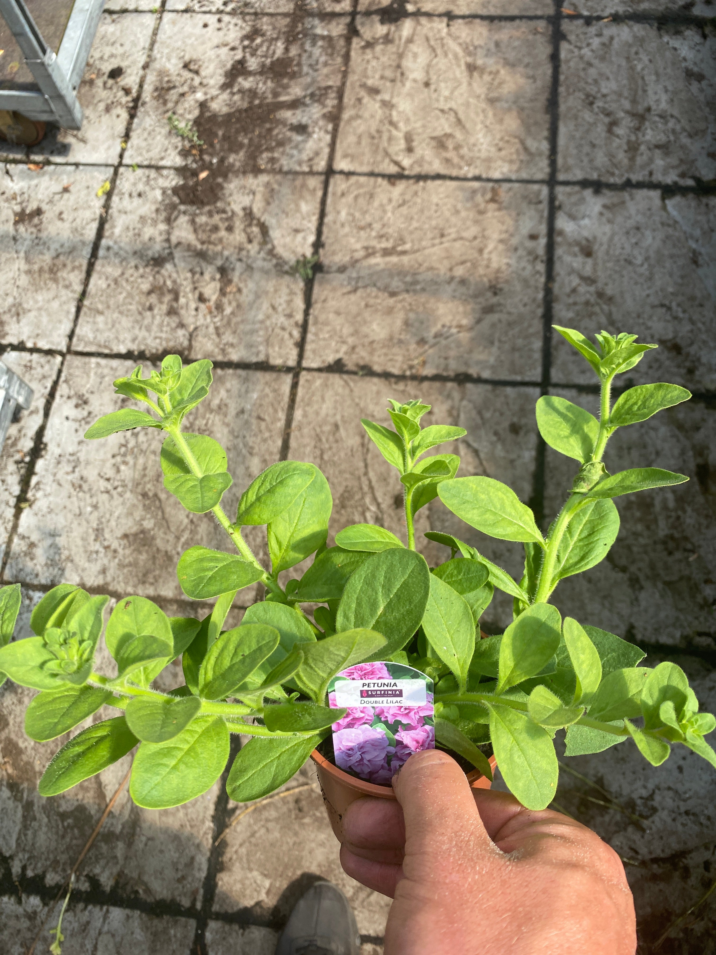 Trailing Petunia - Double Lilac