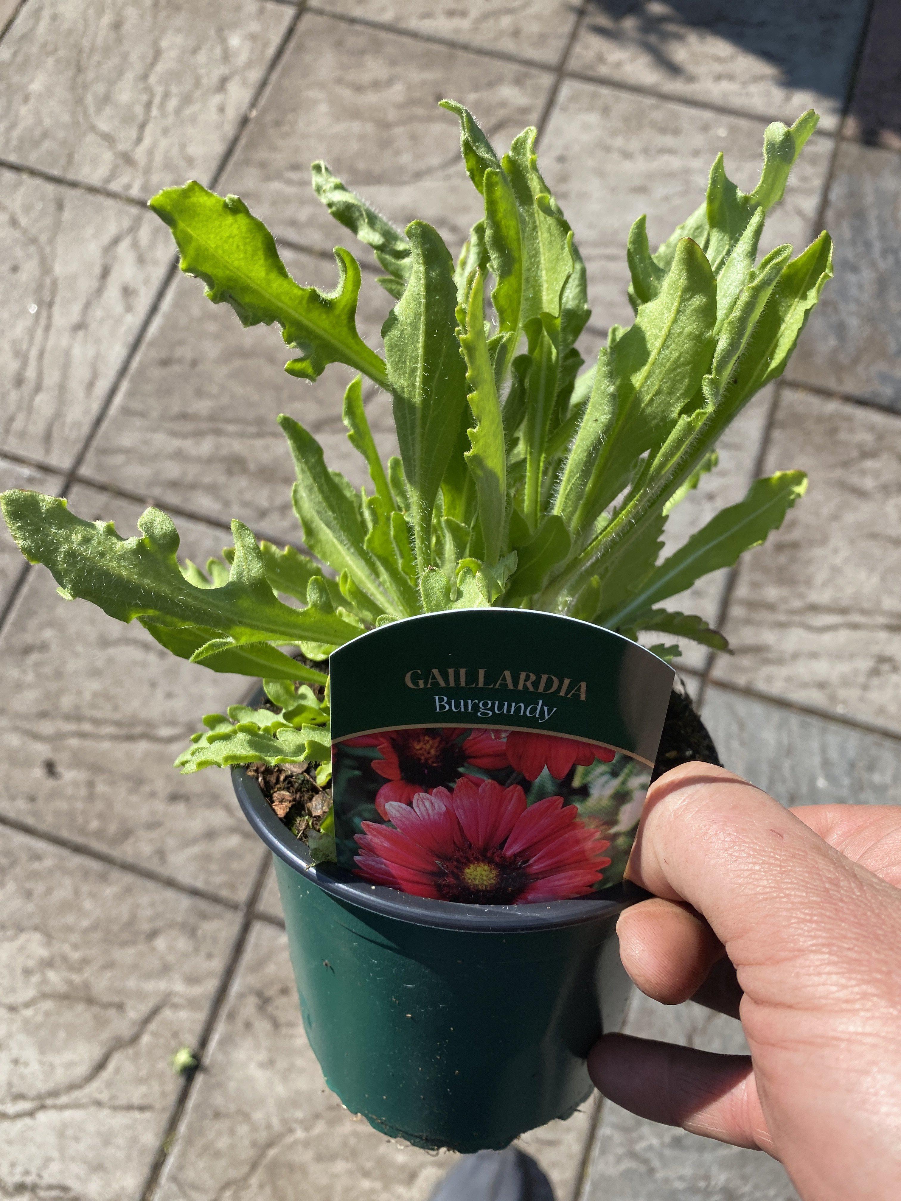 Gaillardia burgundy outlet