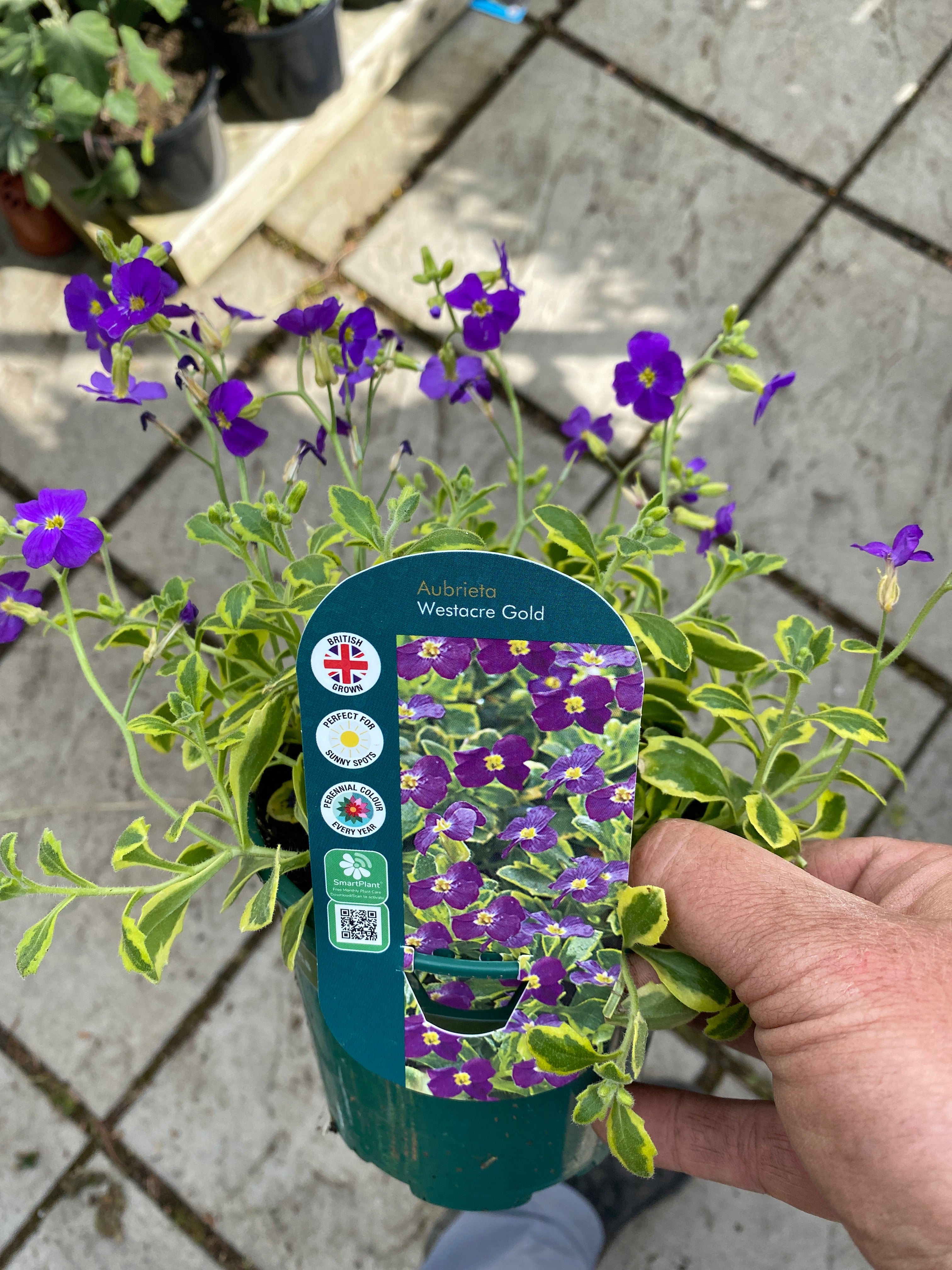 Aubretia Westacre Gold