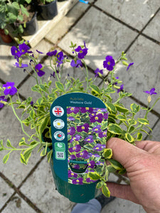 Aubretia Westacre Gold