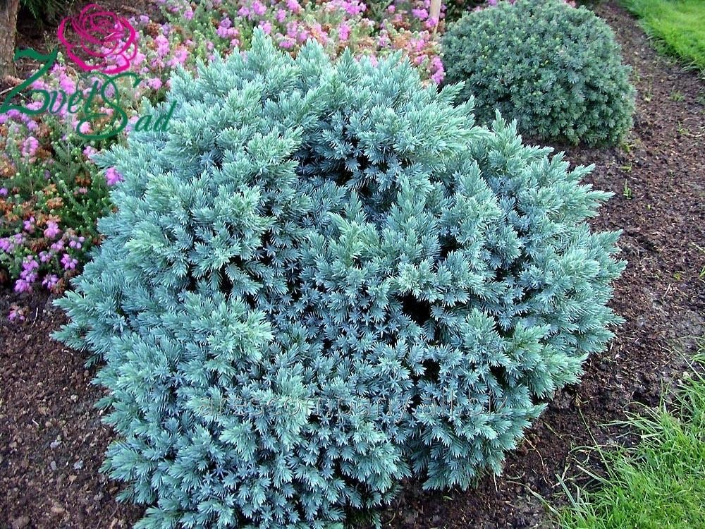 Juniper Blue Star